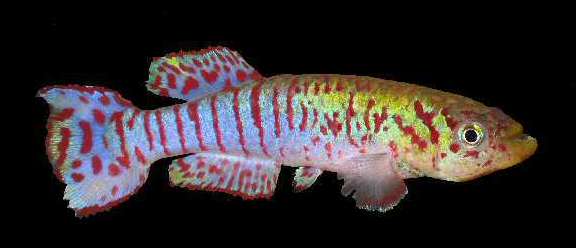 APHYOSEMION WALKERI